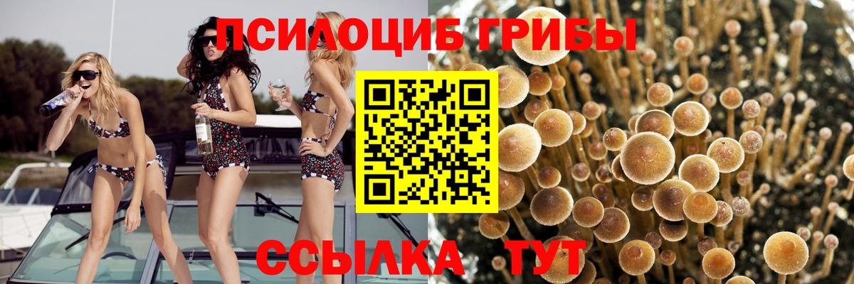 Псилоцибиновые грибы Psilocybine cubensis  Вход с VPN  Жуковский  Галлюциногенные грибы мицелий 